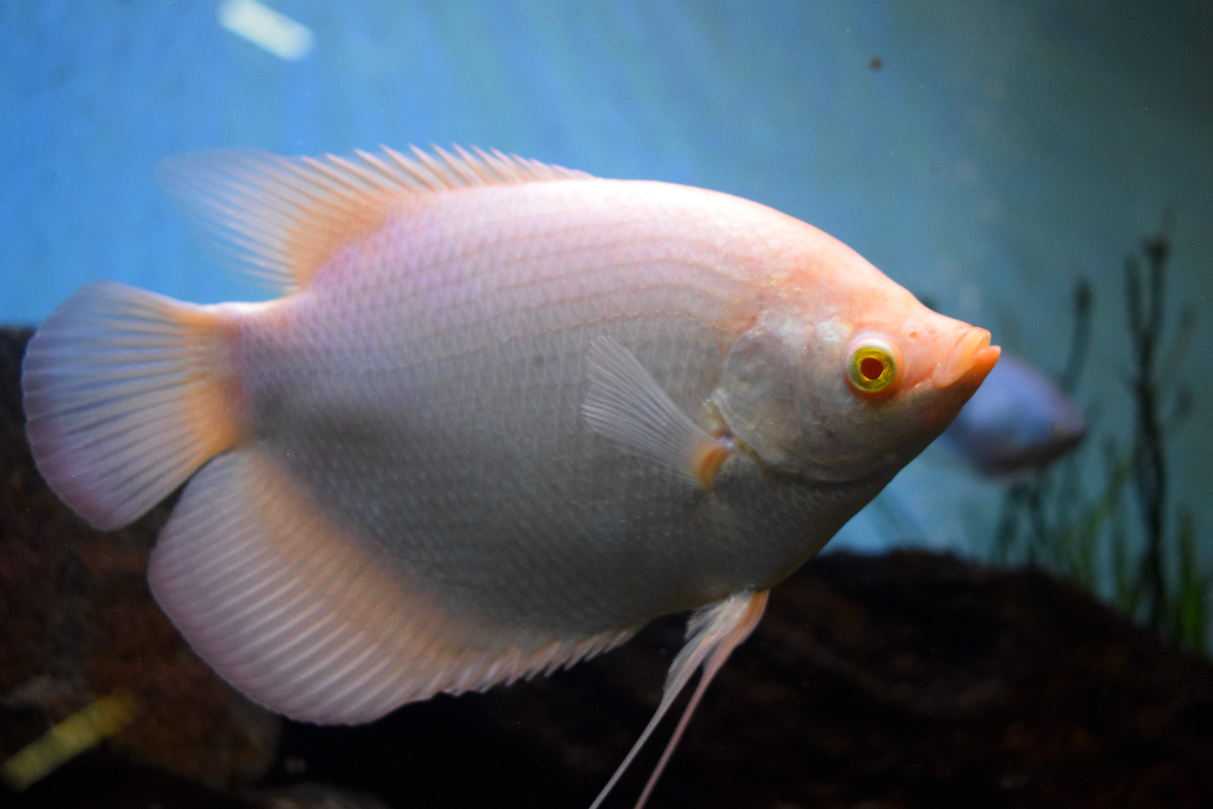 Giant Gourami 