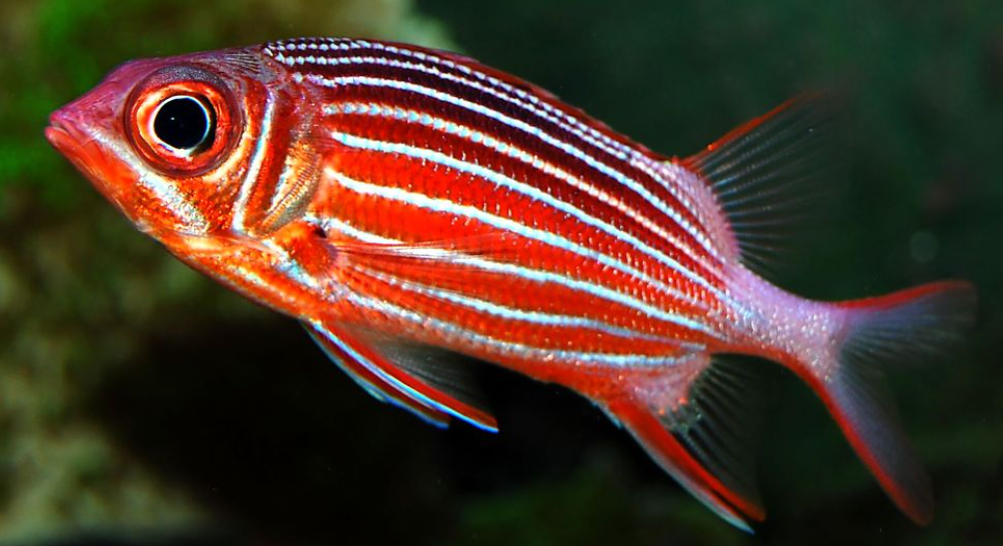 Squirrelfish – Appearance, Behavior, Habitat & Unique Traits
