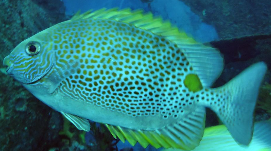Rabbitfish – Habitat, Diet, Venomous Spines & Ecological Role