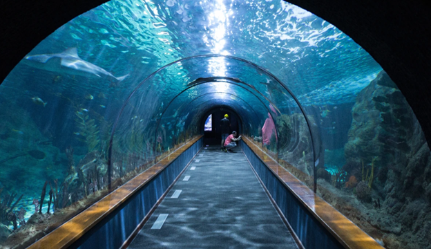 Aquarium Paradise