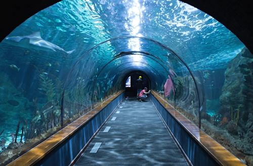 Aquarium Paradise