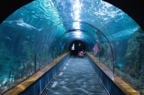 Aquarium Paradise
