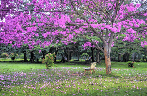 Cubbon Park – Bangalore’s Central Green Escape