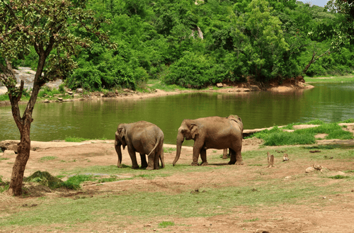 Bannerghatta Biological Park – Where Nature Meets Wildlife