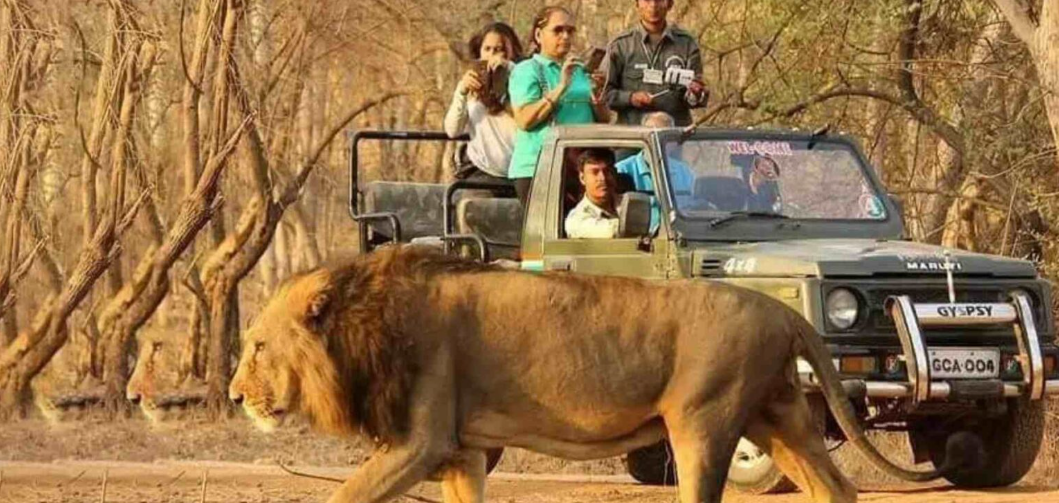 Bannerghatta National Park – A Jungle Safari Experience