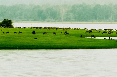 Kabini – Blissful River Retreat