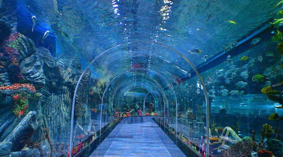  Aquarium Paradise 