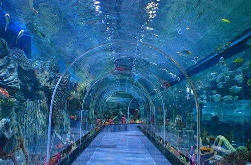 Aquarium Paradise