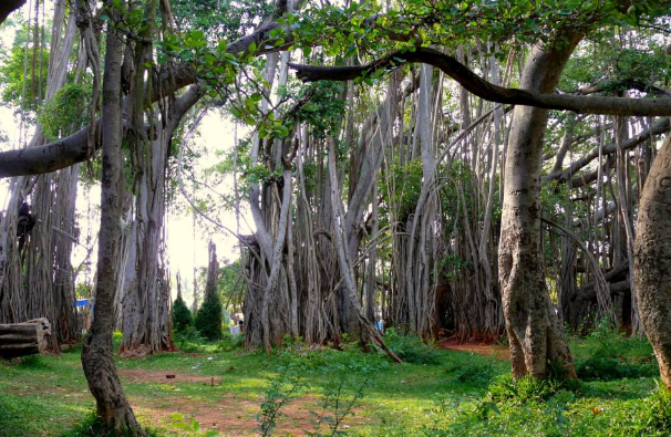 Visit the Big Banyan Tree (Dodda Alada Mara)