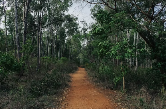 Turahalli Forest Exploration