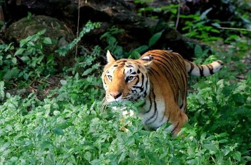 Bannerghatta National 