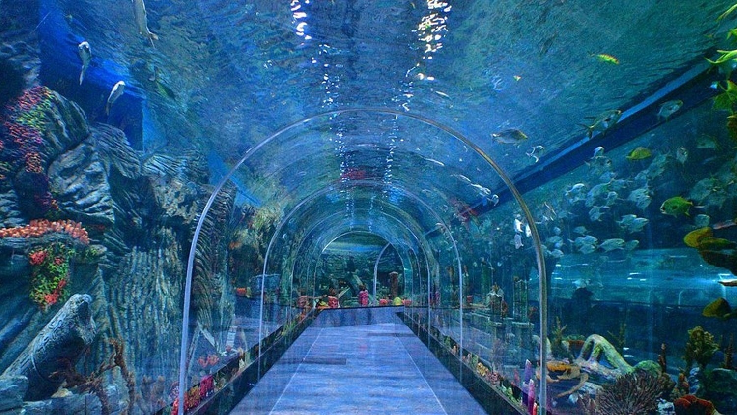 Aquarium Paradise